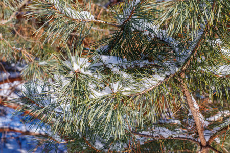 Pine tree branches covered with white snow at winterの写真素材