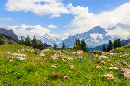 Panoramic view of snow-covered Swiss Alps and green flowering alpine meadow near Schynige Platte in Bernese Oberland, Switzerlandの写真素材