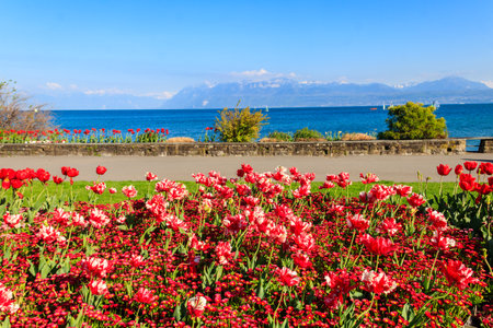 Beautiful colorful spring tulips on the background of Alps Mountains and Lake Geneva in Morges, Switzerlandの写真素材