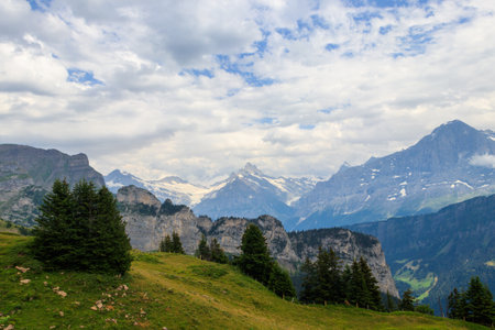 Panoramic view of snow-covered Swiss Alps and green flowering alpine meadow near Schynige Platte in Bernese Oberland, Switzerlandの写真素材