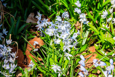 Beautiful white scilla (Mishchenko or Misczenko squill, Scilla mischtschenkoana) in gardenの写真素材