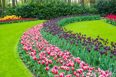 Colorful flowerbeds in Keukenhof tulip garden in Lisse, Netherlands. Keukenhof is the most beautiful spring garden in the world. Beautiful ornamental garden landscape at Lisse, Netherlandsの写真素材