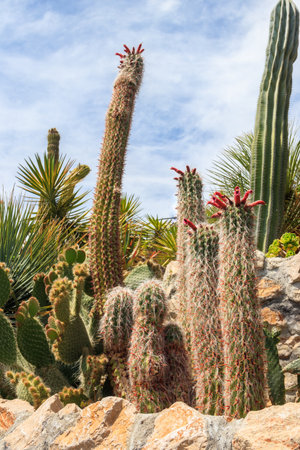 Exotic botanical garden in Eze village, French Riviera coast, Franceの写真素材