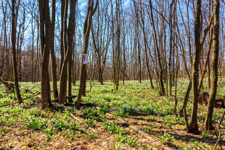 White snowdrop flowers (Galanthus nivalis) in a spring forestの写真素材