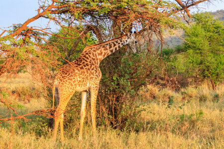 Giraffe in savanna in Serengeti national park in Tanzania. Wild nature of Tanzania, East Africaの写真素材