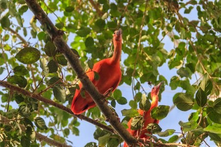 Scarlet ibis (Eudocimus ruber) on a treeの写真素材