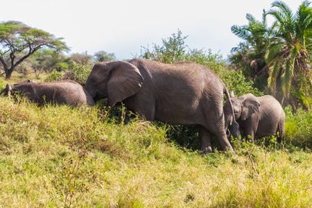 Herd of african elephants in savanna in Serengeti National park in Tanzaniaの写真素材