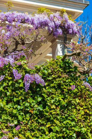 Wisteria sinensis, commonly known as the Chinese wisteria in bloomの写真素材