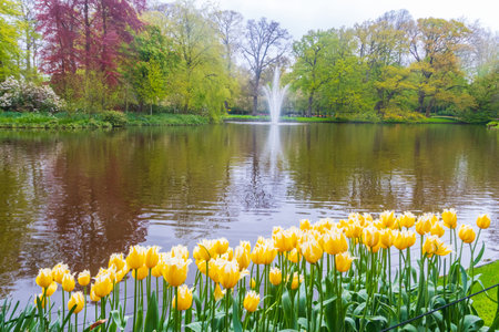 Scenic view of Keukenhof tulip garden in Lisse, Netherlands. Keukenhof is the most beautiful spring garden in the world. Beautiful ornamental garden landscape at Lisse, Netherlandsの写真素材