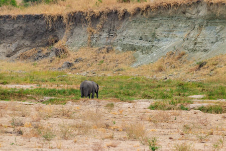 African elephant in Tarangire National Park, Tanzaniaの写真素材