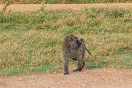 Olive Baboon (Papio anubis) walking in savanna in Serengeti national park, Tanzaniaの写真素材