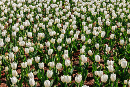 Large flowerbed of white tulips in the park at springの写真素材