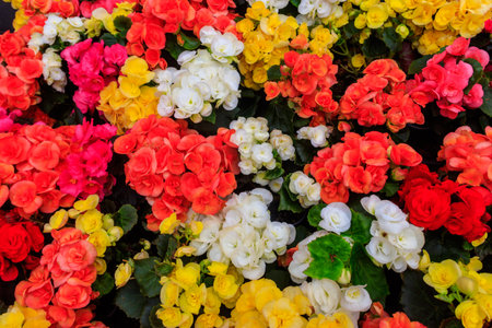 Background of the beautiful colorful begonia flowersの写真素材