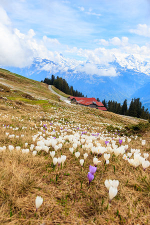 Wild purple and white Crocus alpine flowers blooming at spring in the Swiss Alps. Niederhorn, Switzerland. Beautiful Switzerland mountains landscape with blooming crocus flowersの写真素材