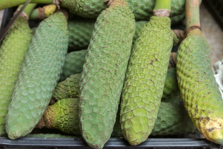 Delicious exotic fruits of Monstera deliciosa (banana pineapple, banana pineapple or ceriman) on traditional farmer market in Funchal, Madeira, Portugalの写真素材