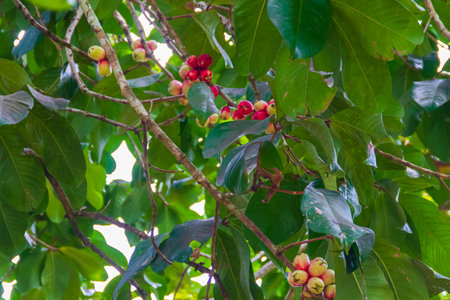 Wax apple (Syzygium samarangense), also known as Java apple, Semarang rose-apple, and wax jambu in...