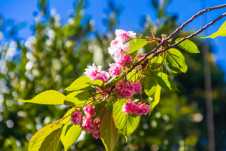 Detail of pink flowering Japanese cherry tree - Sakuraの写真素材