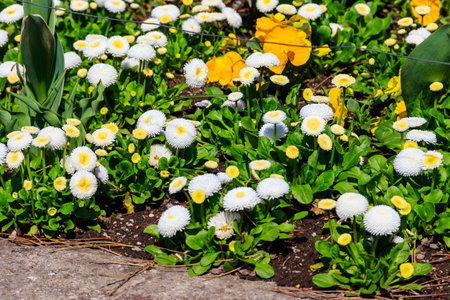 Colorful beautiful spring flowers on flowerbed in the gardenの写真素材