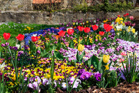 Colorful beautiful spring flowers on flowerbed in the gardenの写真素材