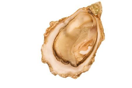 Oyster isolated on a white backgroundの写真素材