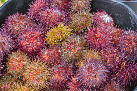 Pile of fresh spiky sea urchinsの写真素材