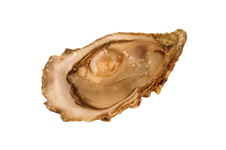 Oyster isolated on a white backgroundの写真素材
