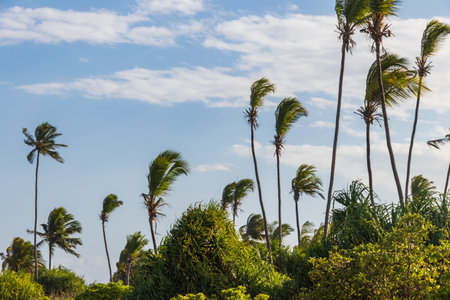 Coconut palm trees (Cocos nucifera) with ripening coconuts on the tropical beach of the Indian ocean on Zanzibar, Tanzaniaの写真素材
