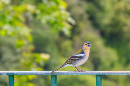 Madeiran chaffinch (Fringilla coelebs maderensis) at Miradouro dos Balcoes viewpoint in Ribeiro Frio...