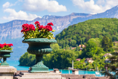Vibrant red blooming geranium flowers in decorative flower pot on a background of the Swiss Alpsの写真素材