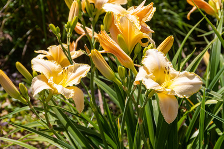 Beautiful daylily in the gardenの写真素材