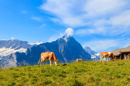 Herd of cows grazing on a green alpine meadow in the Swiss Alps, Switzerlandの写真素材