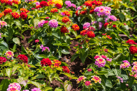 Beautiful flowers of Lantana camara (common lantana) plantの写真素材