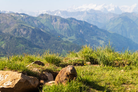 Alpine marmot (Marmota marmota) in the Swiss Alpsの写真素材