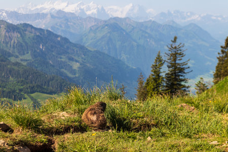 Alpine marmot (Marmota marmota) in the Swiss Alpsの写真素材