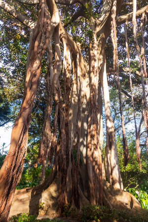 Huge Moreton Bay fig or Australian banyan (Ficus macrophylla) in botanical garden in Puerto de la Cruz on Tenerife island, Canary islands, Spainの写真素材