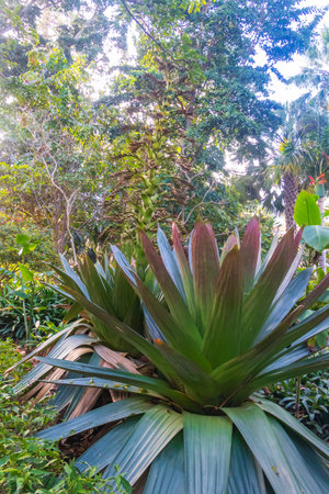 Alcantarea imperialis plants in botanical garden in Puerto de la Cruz on Tenerife island, Canary islands, Spainの写真素材