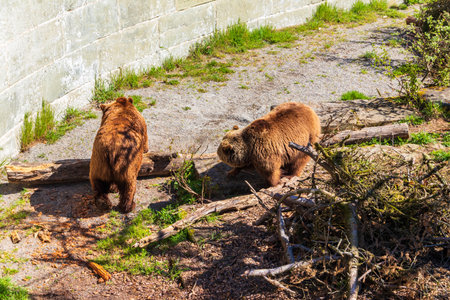 Bears in Bear Pit in Bern, Switzerland. Bear is a symbol of Bern cityの写真素材