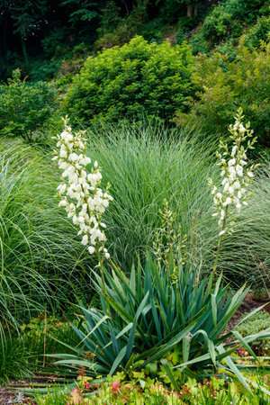 White flowers of the yucca plant