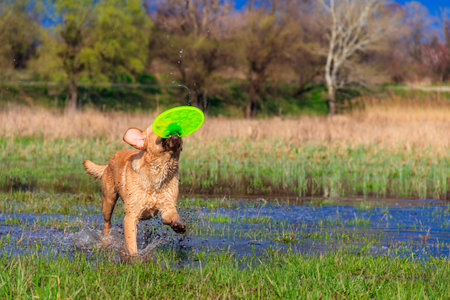 Cute Labrador retriever dog playing with flying disc on a wet meadowの写真素材
