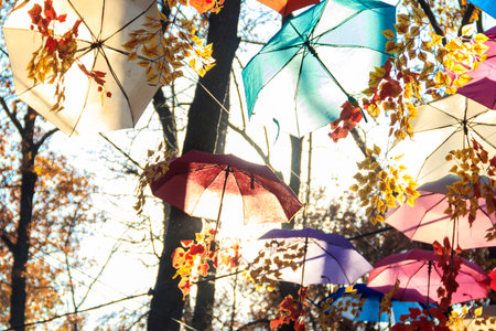 Multicolored umbrellas on the autumn park. Colorful umbrellas hanging among trees in the fallの写真素材