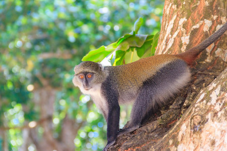 Sykes' monkey (Cercopithecus albogularis), also known as the white-throated monkey or Samango monkey...