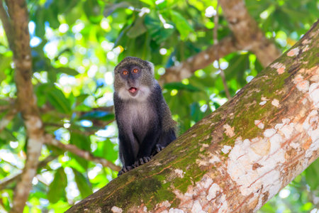 Sykes' monkey (Cercopithecus albogularis), also known as the white-throated monkey or Samango monkey...