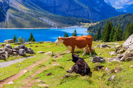 Cow grazing on the alpine meadow on a background of Oeschinen lake (Oeschinensee) and Swiss Alps...
