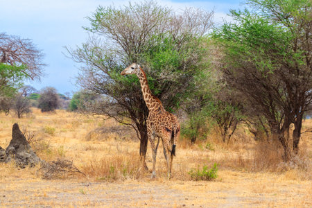 Giraffe in savanna in Tarangire national park in Tanzania. Wild nature of Tanzania, East Africaの写真素材