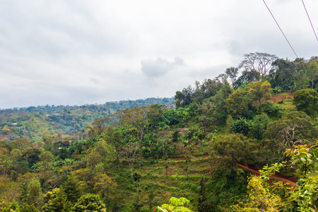 View of beautiful lush green rainforest on the slopes in Tanzania