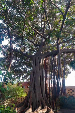 Huge Moreton Bay fig or Australian banyan (Ficus macrophylla) in botanical garden in Puerto de la...