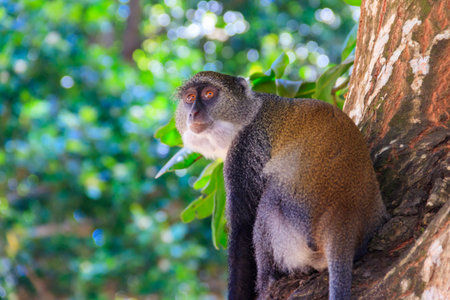 Sykes' monkey (Cercopithecus albogularis), also known as the white-throated monkey or Samango monkey...