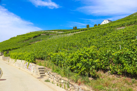 View of the famous Lavaux terraced vineyards in canton Vaud, Switzerland