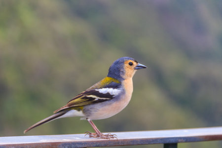Madeiran chaffinch (Fringilla coelebs maderensis) at Miradouro dos Balcoes viewpoint in Ribeiro Frio...