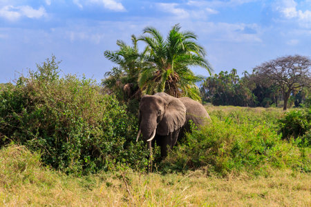 African elephant in savanna in Serengeti National park in Tanzania